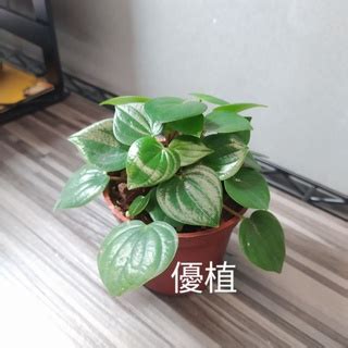 心願椒草花語|【心願椒草花語】見證心願開花結果：白脈椒草的花語，也能培養。